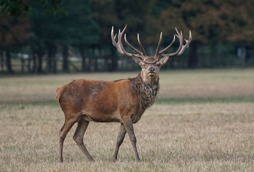 Wildunfälle im Herbst - ein oft unterschätztes Risiko