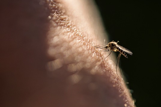 So verhalten Sie sich nach einem Mückenstich richtig