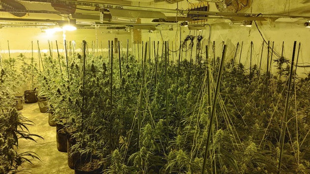 POL-ME: Illegale Cannabisplantage in ehemaligem Hotel entdeckt – Polizei stellen circa 1.500 Pflanzen sicher – Mettmann – 2111037