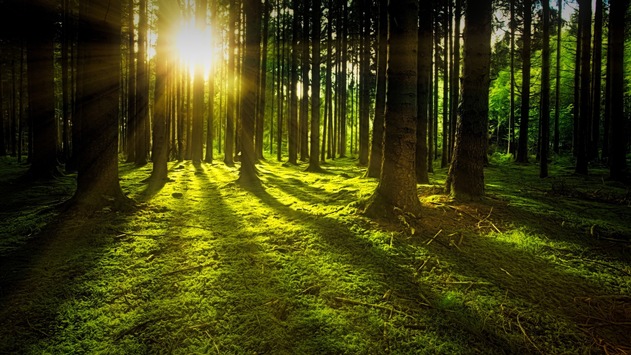 Wald retten und dabei Geld verdienen? Fallstudien WaldInvest – Einladung zum Online-Event