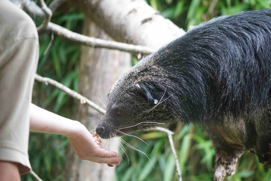 Für jedes Tier ein ganzes Team / In wissenschaftlich geführten Zoos sorgen Menschen aus Dutzenden Berufen für Tierwohl, Artenschutz, Forschung und Bildung - natürlich auch am Welttierschutztag