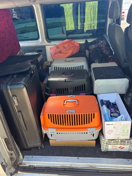 HZA-BS: ZOLL stellt illegalen Tiertransport auf der A2 fest / Vier Katzen und zwei Hunde durch den Landkreis Peine sichergestellt