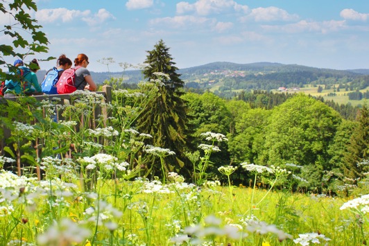 Wo es grünt, blüht und summt / Sommerliche Wanderungen durch die grüne Idylle des Bayerischen Waldes