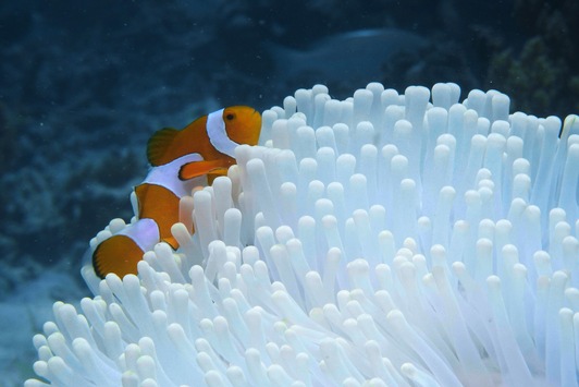 3sat zeigt Doku-Reihe über das Korallendreieck