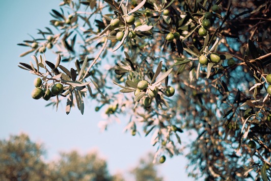 Olivenöle aus Europa: Was steckt drin? / Dieser Etikettencheck enthüllt die wichtigsten Fakten
