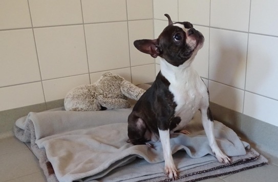 POL-RZ: Hündin ausgesetzt – Polizei bittet um Hinweise