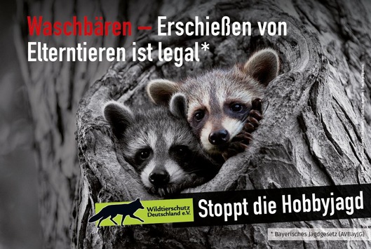 Auch für Waschbären kein Tierschutz in Bayern / Kampagne zu nicht tierschutzkonformen Gesetzen in Bayern