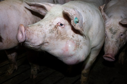 Nach Aufdeckung von Tierquälerei bei Tönnies Zulieferer: Verantwortliche der größten Schweinemast Niedersachsens stehen vor Gericht - Demo am 31.01.23 vor dem Amtsgericht in Papenburg (Niedersachsen)