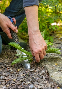 Gartenpflege im Sommer: Der richtige Umgang mit Unkraut