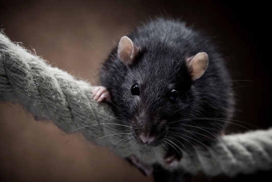 „Tag der Ratte“ am 4. April: Reinlicher als ihr Ruf – die Nager und die Hygiene