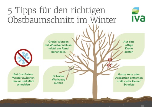 Winterschnitt bei Obstbäumen: Jetzt die Grundlage für gesunde Bäume und gute Ernten schaffen