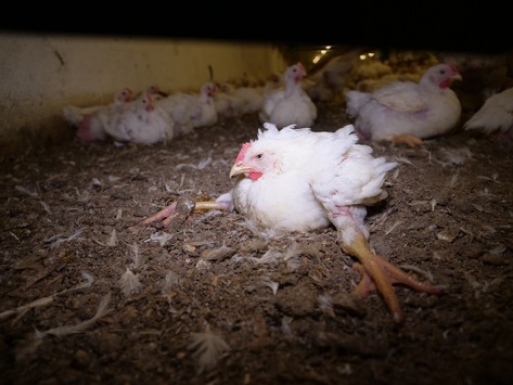 Lidl-Fleischskandal: Hühner bei Lidl-Lieferant in Österreich brutal mit Traktor überfahren, doch Qualzucht bleibt Hauptproblem