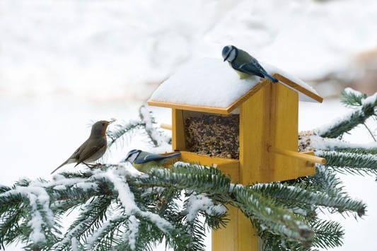 Communiqué de presse: Nourrir les oiseaux en hiver - les principaux conseils