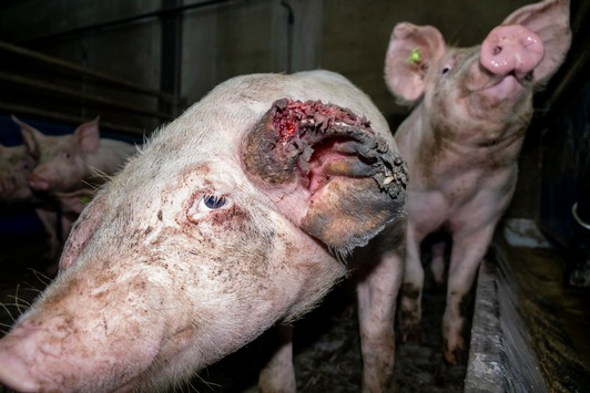 Versteckte Videoaufnahmen belegen: Tönnies Zulieferer quält Schweine und lässt einige absichtlich verhungern - auch interne Unterlagen zeigen Tierquälerei auf - Staatsanwaltschaft Kleve ermittelt