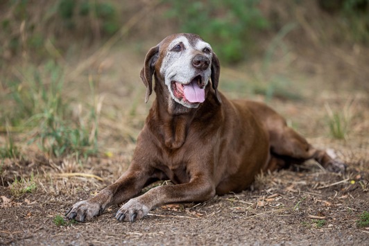 Arthrose beim Hund: Keine Lust auf Gassi gehen