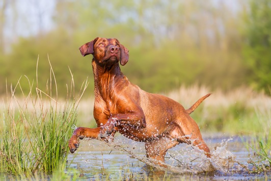 Leptospirose beim Hund: Die Krankheit, die aus der Pfütze kommt