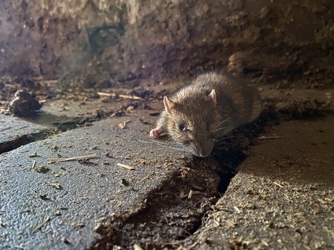 Ratten und Mäuse: So schützen Sie sich vor Befall