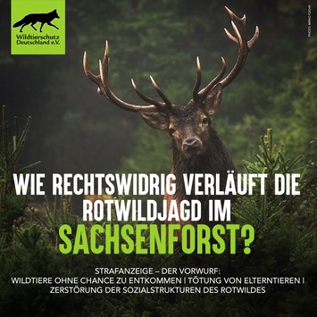 Wildtierschutz Deutschland erstattet Strafanzeige: Rechtswidrige Jagdausübung im Staatsbetrieb Sachsenforst
