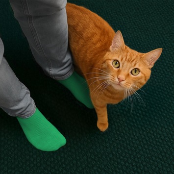 Boehringer Ingelheim startet kostenlose Bluttest-Aktion für Katzen vom 15. Juni bis 15. August 2025