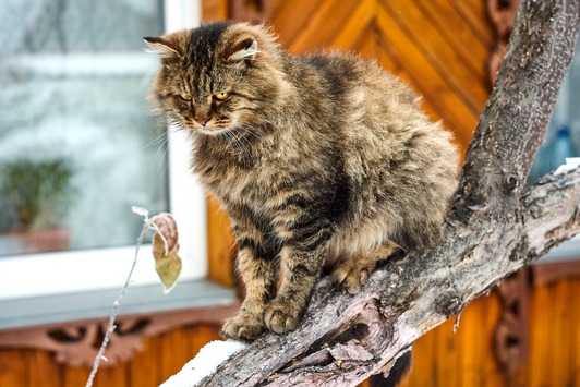 Hungrig und hyperaktiv: Katzen mit Schilddrüsenüberfunktion