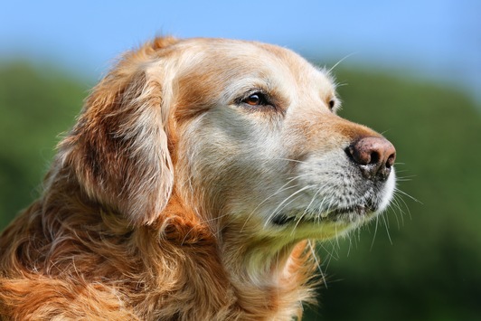 Graue Schnauze, großes Herz: So bleibt Ihr Hund im Alter fit und glücklich