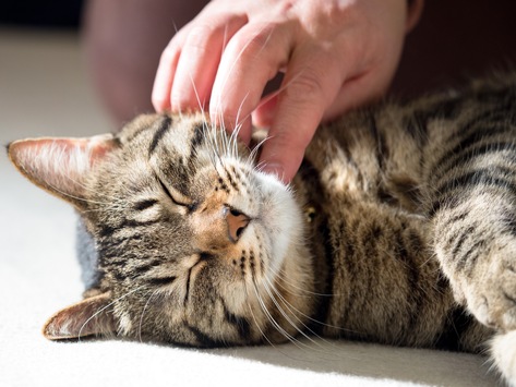 Mensch und Tier: ziemlich beste Freunde, nicht nur zu Weihnachten