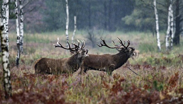 <div>Start des Naturfilmkinos in der 