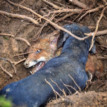 Rheinland-Pfalz duldet weiterhin die Tierquälerei bei der Jagd am Fuchsbau - Jagdlobby setzt sich durch