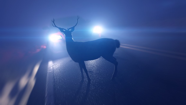 Wildunfälle im Herbst: ACV warnt vor erhöhter Gefahr