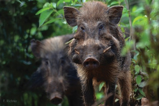 Pustelschwein, Waldrapp oder Philippinenkrokodil / Verband der Zoologischen Gärten setzt sich für bedrohte Tierarten ein