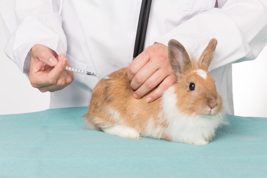 Impfschutz für Langohren: Krankheitsvorbeuge schützt Kaninchen vor schweren Erkrankungen