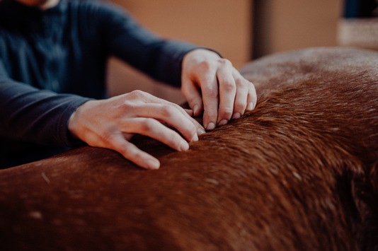 Starker Pferderücken: Pferde-Physiotherapeutin verrät die 5 besten Übungen dafür