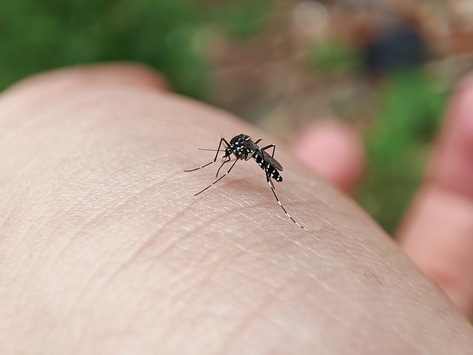 Gestreifte Gefahr: Tigermücke im Anflug