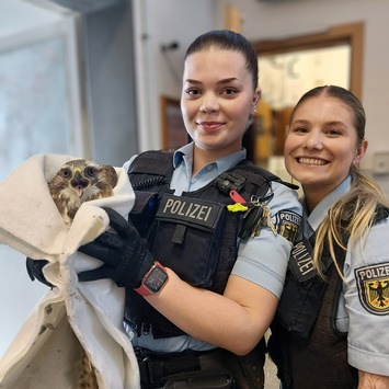 BPOL-KI: Verletzter Bussard aus Gleis im Kieler Hauptbahnhof gerettet.