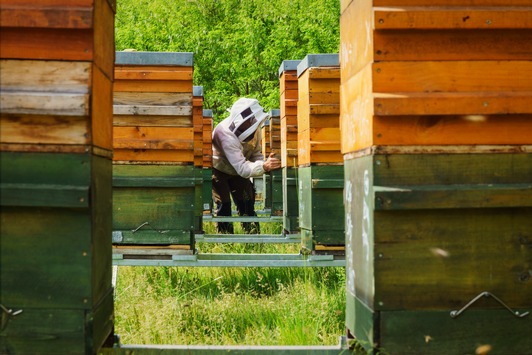 Honig fällt bei Öko-Test durch: Prämierter Imker erklärt, woran man guten, natürlichen Honig erkennen kann