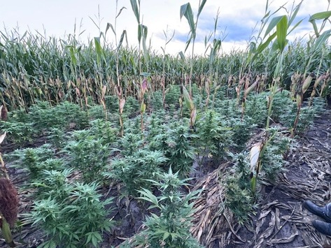 POL-NMS: 20250915-5-Zeugenaufruf:Feststellung einer Hanfplantage in einem Maisfeld in Padenstedt