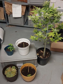 POL-KI: 251010.2 Kiel / Kreis Plön: Polizei findet Hanfplantage