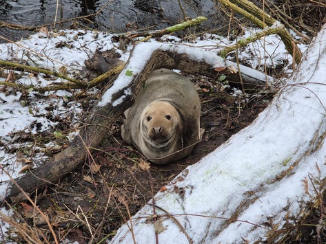 POL-RZ: Unerwarteter Gast an der Beste
