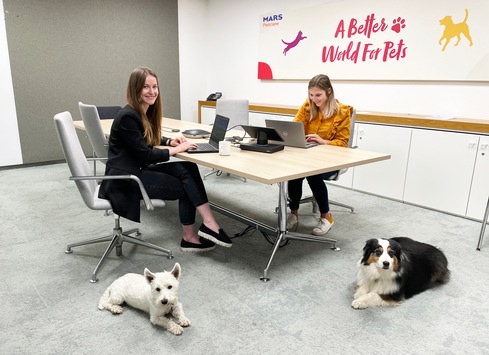 Kollege Hund: Unternehmen öffnen die Türen für tierische Kollegen