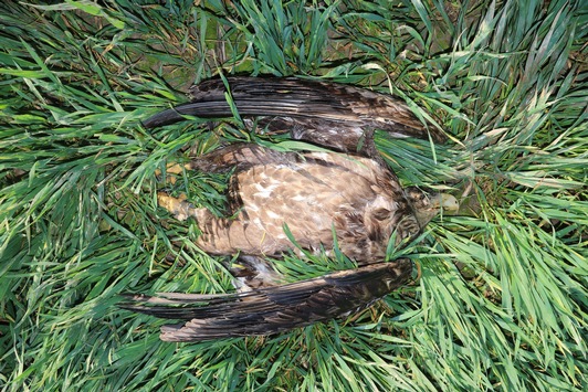 Seeadler und Rotmilan bei Peine mit verbotenem Isektizid vergiftet- 5.000 Euro Belohnung für Hinweise auf die Täter