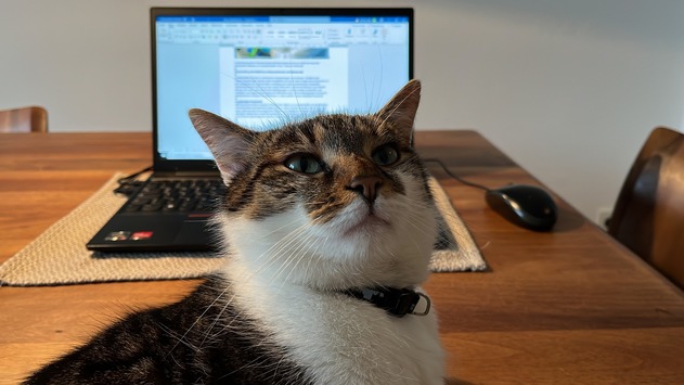 Warum Katzen in Video-Meetings die Kommunikation verändern