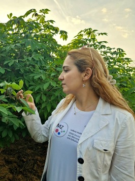Virencheck für die Welternährung: Wie die DSMZ den sicheren Austausch von Cassava-Material zwischen Südamerika und Afrika unterstützt