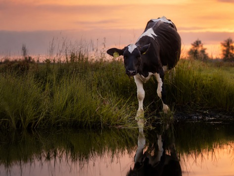 ANINOVA-Stiftung verdoppelt Spenden für fünf vegane Lebenshöfe