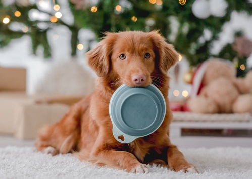 Weihnachten mit Heimtieren: Diese Lebensmittel sind tabu