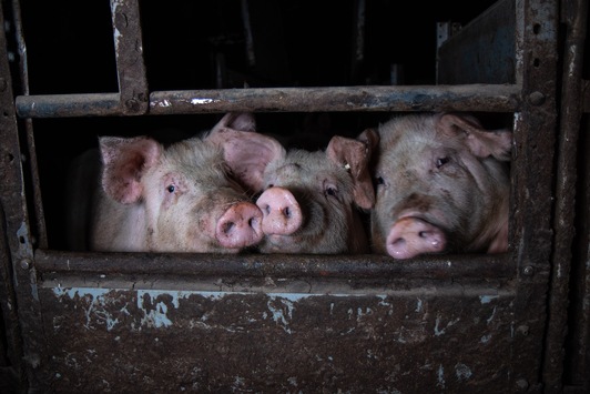 Kannibalismus im Tierwohl-Schweinestall