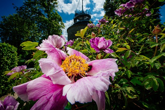 Kurzurlaub im egapark: Blütenpracht von 250 Pfingstrosensorten und 4000 Rosen/Ein Hauch Italien verbreiten 50 Sorten Basilikum