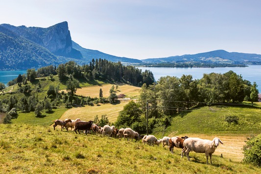 Bio-Erlebnistage im Naturpark Bauernland / Irrsee Mondsee Attersee