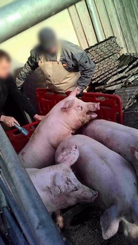 Das schmutzige Geschäft mit kranken Mutterschweinen / SOKO Tierschutz deckt grausame Tiertransporte bei Viehhändler in Baden-Württemberg auf