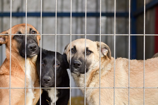 PURINA Tierheimreport Deutschland 2025 / Tierheime unter Druck: Neue deutschlandweite Umfrage zeigt - Sommer verschärft die Lage