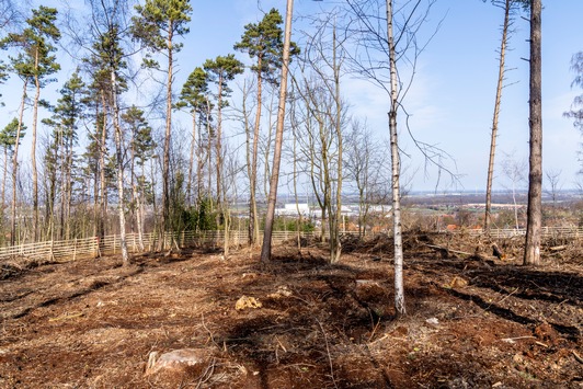 lavera Waldprojekt - 7500 neue Bäume für die Bantorfer Höh